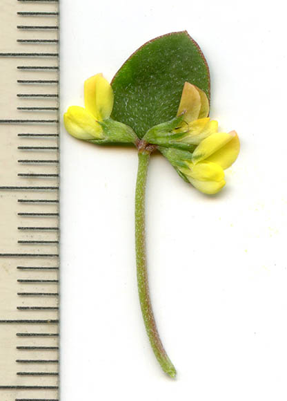  Acmispon maritimus v.brevivexillus